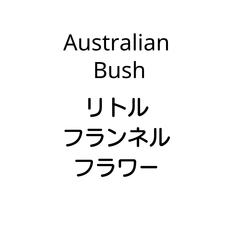 AusBush リトルフランネルフラワー